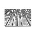 Picture of Sky High Trees _GroupedProduct_Rectangle_Landscape_Photography _GroupedProduct_Rectangle_Landscape_Canvas_