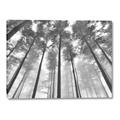 Picture of Sky High Trees _GroupedProduct_Rectangle_Landscape_Photography _GroupedProduct_Rectangle_Landscape_Canvas_