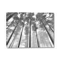 Picture of Sky High Trees _GroupedProduct_Rectangle_Landscape_Photography _GroupedProduct_Rectangle_Landscape_Canvas_