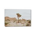 Picture of Dessert Tree _GroupedProduct_Rectangle_Landscape_Photography _GroupedProduct_Rectangle_Landscape_Canvas_