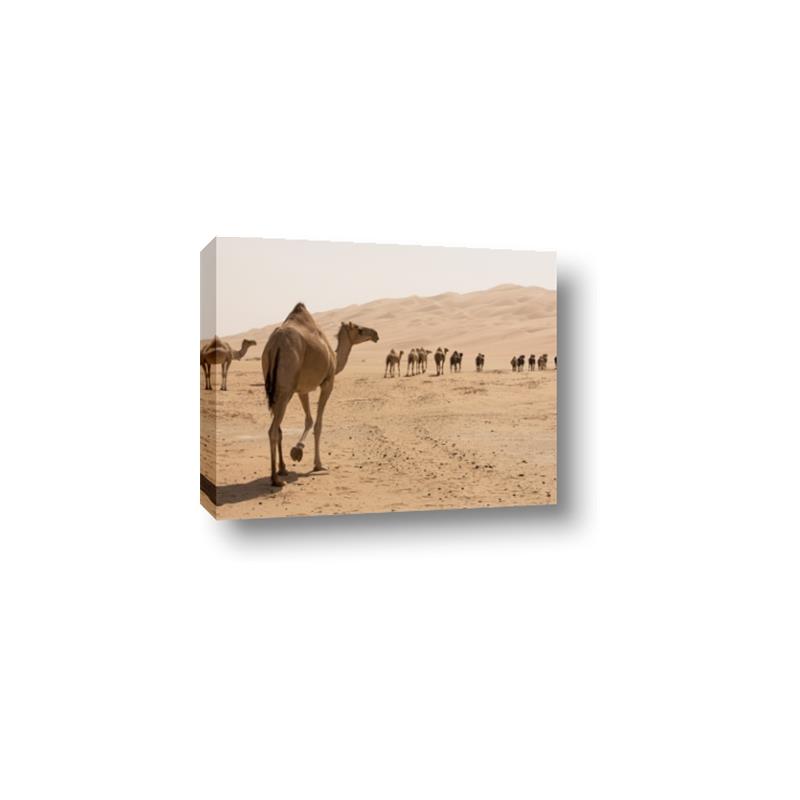 Picture of Camel Walk _GroupedProduct_Rectangle_Landscape_Photography _GroupedProduct_Rectangle_Landscape_Canvas_