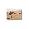 Picture of Camel Walk _GroupedProduct_Rectangle_Landscape_Photography _GroupedProduct_Rectangle_Landscape_Canvas_