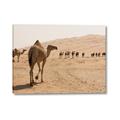 Picture of Camel Walk _GroupedProduct_Rectangle_Landscape_Photography _GroupedProduct_Rectangle_Landscape_Canvas_