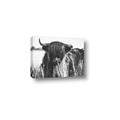 Picture of Bull in the Grass _GroupedProduct_Rectangle_Landscape_Photography _GroupedProduct_Rectangle_Landscape_Canvas_
