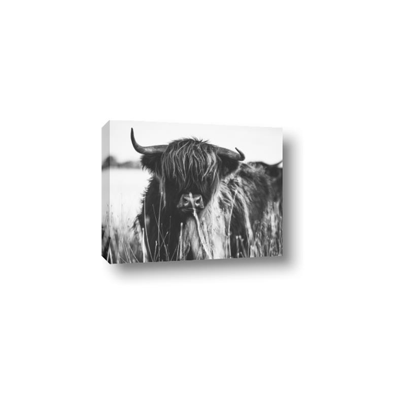 Picture of Bull in the Grass _GroupedProduct_Rectangle_Landscape_Photography _GroupedProduct_Rectangle_Landscape_Canvas_