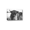 Picture of Bull in the Grass _GroupedProduct_Rectangle_Landscape_Photography _GroupedProduct_Rectangle_Landscape_Canvas_