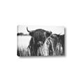 Picture of Bull in the Grass _GroupedProduct_Rectangle_Landscape_Photography _GroupedProduct_Rectangle_Landscape_Canvas_
