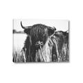 Picture of Bull in the Grass _GroupedProduct_Rectangle_Landscape_Photography _GroupedProduct_Rectangle_Landscape_Canvas_