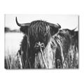 Picture of Bull in the Grass _GroupedProduct_Rectangle_Landscape_Photography _GroupedProduct_Rectangle_Landscape_Canvas_