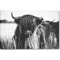 Picture of Bull in the Grass _GroupedProduct_Rectangle_Landscape_Photography _GroupedProduct_Rectangle_Landscape_Canvas_
