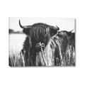 Picture of Bull in the Grass _GroupedProduct_Rectangle_Landscape_Photography _GroupedProduct_Rectangle_Landscape_Canvas_