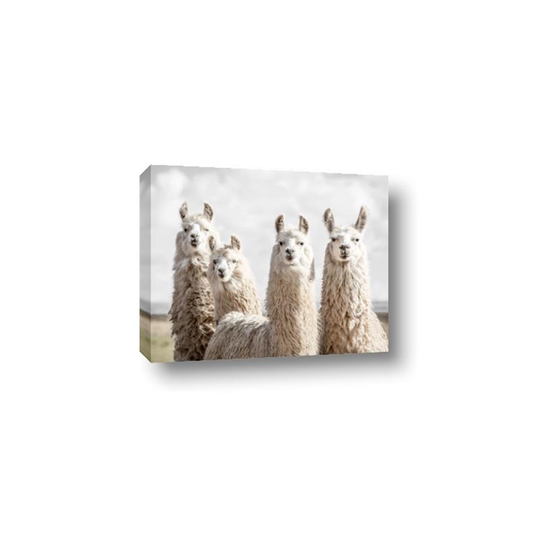 Picture of Llama Fam _GroupedProduct_Rectangle_Landscape_Photography _GroupedProduct_Rectangle_Landscape_Canvas_
