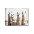 Picture of Llama Fam _GroupedProduct_Rectangle_Landscape_Photography _GroupedProduct_Rectangle_Landscape_Canvas_
