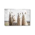Picture of Llama Fam _GroupedProduct_Rectangle_Landscape_Photography _GroupedProduct_Rectangle_Landscape_Canvas_