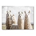Picture of Llama Fam _GroupedProduct_Rectangle_Landscape_Photography _GroupedProduct_Rectangle_Landscape_Canvas_