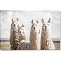 Picture of Llama Fam _GroupedProduct_Rectangle_Landscape_Photography _GroupedProduct_Rectangle_Landscape_Canvas_