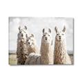 Picture of Llama Fam _GroupedProduct_Rectangle_Landscape_Photography _GroupedProduct_Rectangle_Landscape_Canvas_