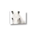 Picture of White horse _GroupedProduct_Rectangle_Landscape_Photography _GroupedProduct_Rectangle_Landscape_Canvas_