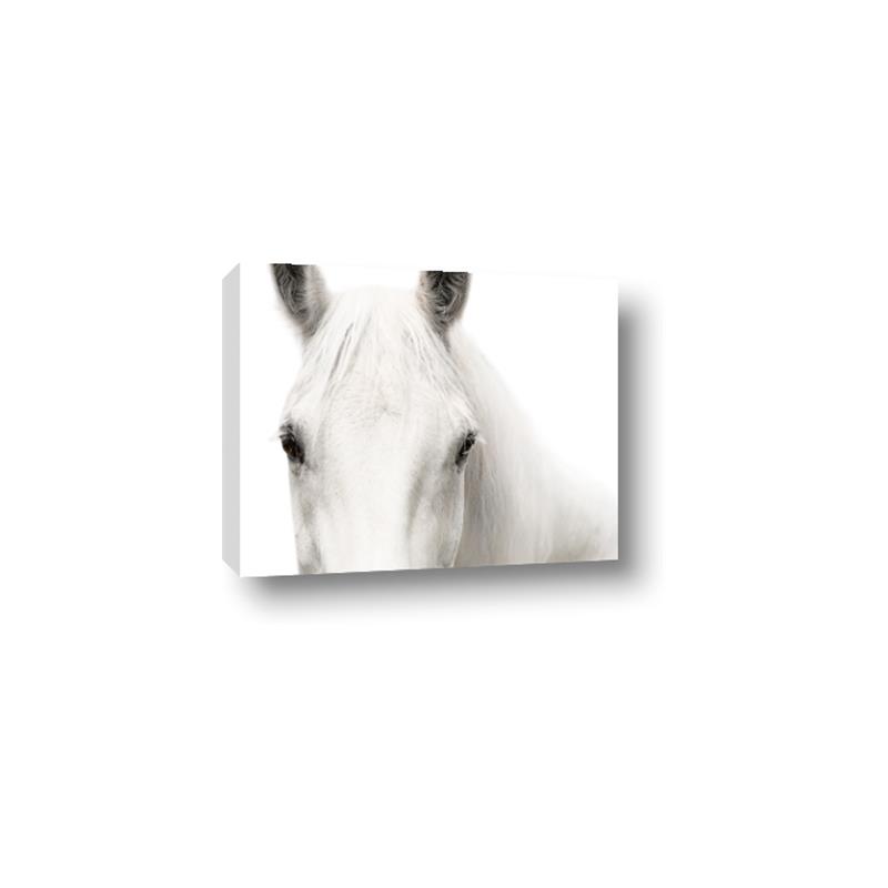 Picture of White horse _GroupedProduct_Rectangle_Landscape_Photography _GroupedProduct_Rectangle_Landscape_Canvas_