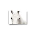 Picture of White horse _GroupedProduct_Rectangle_Landscape_Photography _GroupedProduct_Rectangle_Landscape_Canvas_