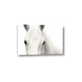 Picture of White horse _GroupedProduct_Rectangle_Landscape_Photography _GroupedProduct_Rectangle_Landscape_Canvas_