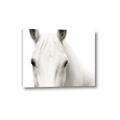 Picture of White horse _GroupedProduct_Rectangle_Landscape_Photography _GroupedProduct_Rectangle_Landscape_Canvas_
