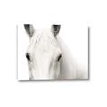 Picture of White horse _GroupedProduct_Rectangle_Landscape_Photography _GroupedProduct_Rectangle_Landscape_Canvas_