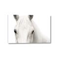 Picture of White horse _GroupedProduct_Rectangle_Landscape_Photography _GroupedProduct_Rectangle_Landscape_Canvas_