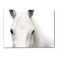 Picture of White horse _GroupedProduct_Rectangle_Landscape_Photography _GroupedProduct_Rectangle_Landscape_Canvas_