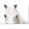 Picture of White horse _GroupedProduct_Rectangle_Landscape_Photography _GroupedProduct_Rectangle_Landscape_Canvas_