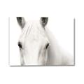 Picture of White horse _GroupedProduct_Rectangle_Landscape_Photography _GroupedProduct_Rectangle_Landscape_Canvas_