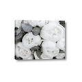 Picture of White Blooms _GroupedProduct_Rectangle_Landscape_Photography _GroupedProduct_Rectangle_Landscape_Canvas_