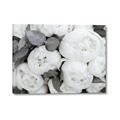 Picture of White Blooms _GroupedProduct_Rectangle_Landscape_Photography _GroupedProduct_Rectangle_Landscape_Canvas_