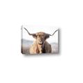 Picture of Shaggy Bull II _GroupedProduct_Rectangle_Landscape_Photography _GroupedProduct_Rectangle_Landscape_Canvas_