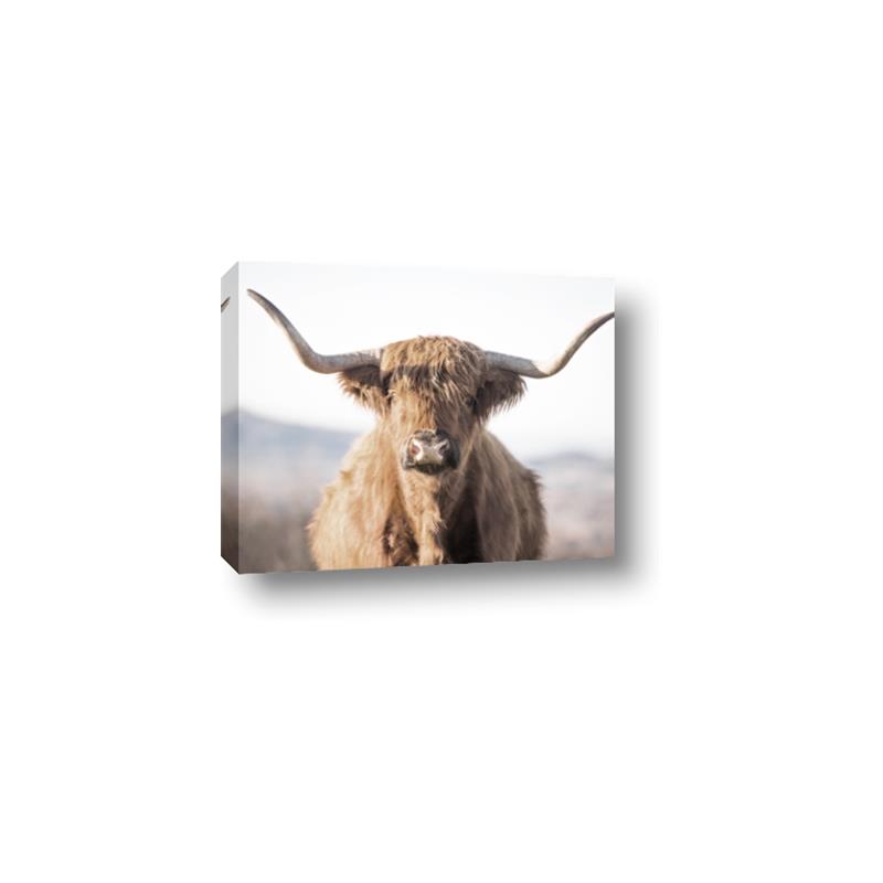 Picture of Shaggy Bull II _GroupedProduct_Rectangle_Landscape_Photography _GroupedProduct_Rectangle_Landscape_Canvas_