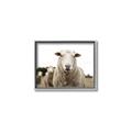 Picture of Sheepily _GroupedProduct_Rectangle_Landscape_Photography _GroupedProduct_Rectangle_Landscape_Canvas_Framed_