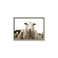 Picture of Sheepily _GroupedProduct_Rectangle_Landscape_Photography _GroupedProduct_Rectangle_Landscape_Canvas_Framed_
