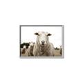 Picture of Sheepily _GroupedProduct_Rectangle_Landscape_Photography _GroupedProduct_Rectangle_Landscape_Canvas_Framed_