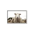 Picture of Sheepily _GroupedProduct_Rectangle_Landscape_Photography _GroupedProduct_Rectangle_Landscape_Canvas_Framed_