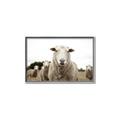 Picture of Sheepily _GroupedProduct_Rectangle_Landscape_Photography _GroupedProduct_Rectangle_Landscape_Canvas_Framed_