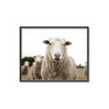 Picture of Sheepily _GroupedProduct_Rectangle_Landscape_Photography _GroupedProduct_Rectangle_Landscape_Canvas_Framed_