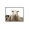 Picture of Sheepily _GroupedProduct_Rectangle_Landscape_Photography _GroupedProduct_Rectangle_Landscape_Canvas_Framed_