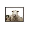 Picture of Sheepily _GroupedProduct_Rectangle_Landscape_Photography _GroupedProduct_Rectangle_Landscape_Canvas_Framed_