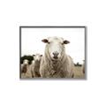 Picture of Sheepily _GroupedProduct_Rectangle_Landscape_Photography _GroupedProduct_Rectangle_Landscape_Canvas_Framed_