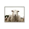Picture of Sheepily _GroupedProduct_Rectangle_Landscape_Photography _GroupedProduct_Rectangle_Landscape_Canvas_Framed_