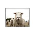 Picture of Sheepily _GroupedProduct_Rectangle_Landscape_Photography _GroupedProduct_Rectangle_Landscape_Canvas_Framed_