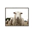 Picture of Sheepily _GroupedProduct_Rectangle_Landscape_Photography _GroupedProduct_Rectangle_Landscape_Canvas_Framed_