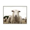 Picture of Sheepily _GroupedProduct_Rectangle_Landscape_Photography _GroupedProduct_Rectangle_Landscape_Canvas_Framed_