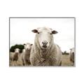 Picture of Sheepily _GroupedProduct_Rectangle_Landscape_Photography _GroupedProduct_Rectangle_Landscape_Canvas_Framed_