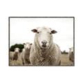 Picture of Sheepily _GroupedProduct_Rectangle_Landscape_Photography _GroupedProduct_Rectangle_Landscape_Canvas_Framed_